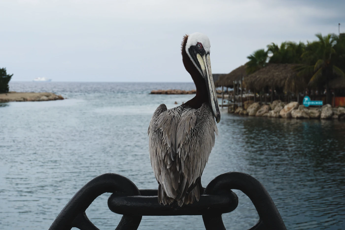 Aruba Background